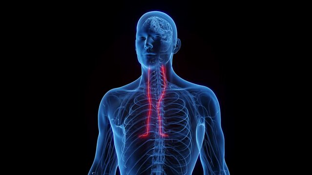 Animation of a man's phrenic nerves