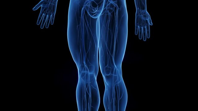Animation of a nerve scan