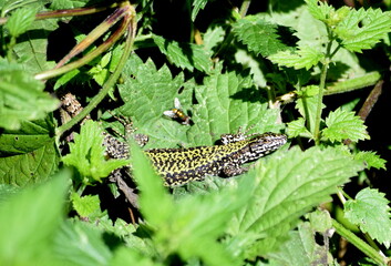 Italian wall lizard