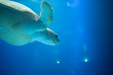 A Serene Moment Captured: Sea Turtle in its Oceanic Habitat
