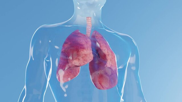 Animation of a man's lungs