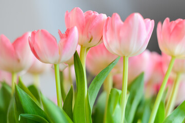 Rosa Tulpen frontal