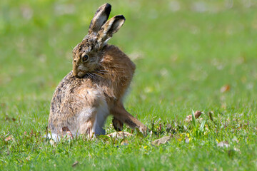 rabbit in the grass