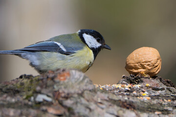 wondering tit