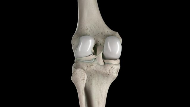 Animation of the knee bones