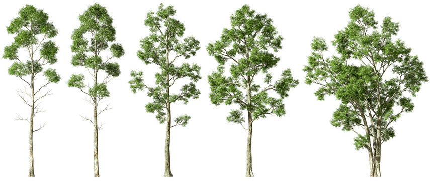 Isolated tall trees jungle collections set cutout backgrounds 3d render png
