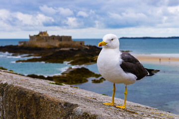 Fototapeta na wymiar Möve vor Fort National, Saint-Malo, Bretagne, Frankreich
