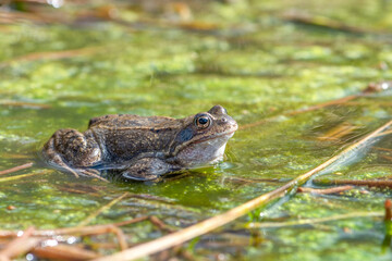 Frosch / Gröte im Teich