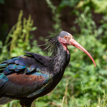 Waldrapp Portrait