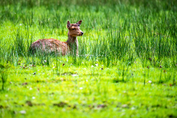 Reh auf Wiese liegend