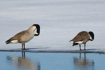 country goose in the water