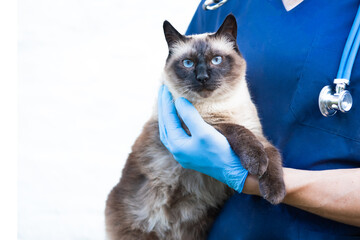 Cropped image of handsome male veterinarian doctor with stethoscope holding cute fluffy striped...