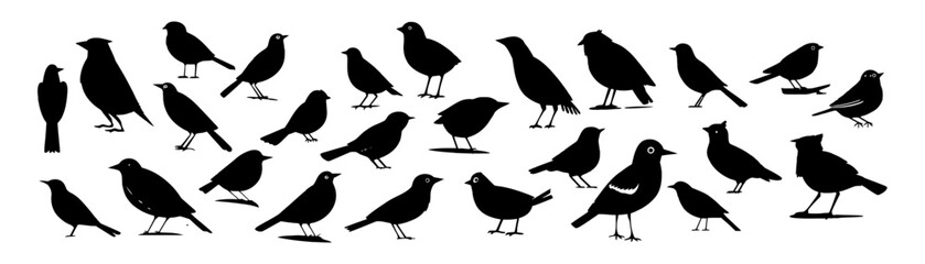 Black silhouette bird set isolated on white background. Vector illustration