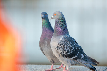 Rock dove(Columba livia)