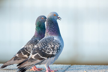 Rock dove(Columba livia)