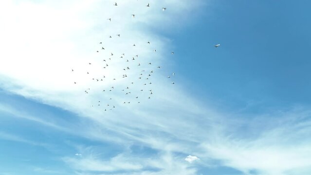 Brid fly in the blue sky