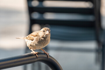 Close up of a sparrow eating eating bread crumbs and food scrapson the table on the terrace of a bar