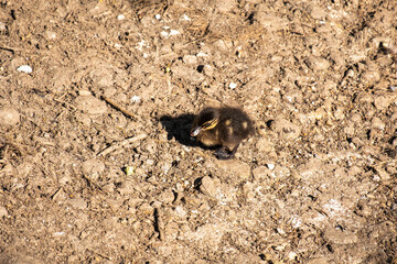 A lonely duckling, anas platyrhynchos, with beautiful and soft brown and yellow spots plumage swimming in the river