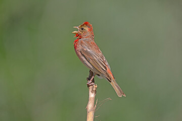 Çütre - Common Rosefinch - Carpodacus erythrinus