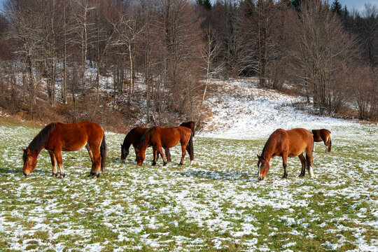 Brown horses graze on a lightly snowy meadow next to the forest