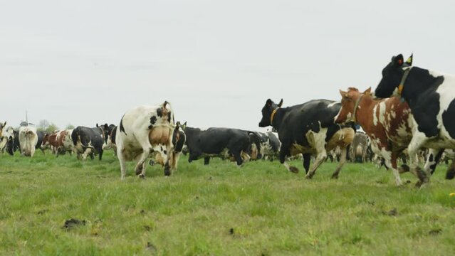 SLO MO WS Herd of cows running in field in spring, Friesland, Netherlands