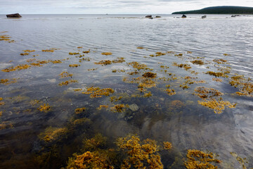 Northern seascape. Tersky coast of the White Sea. Murmansk region, Russia. The White Sea coast in Karelia in summer. Low tide. Seaweed.