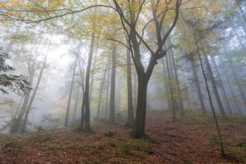 A beautiful foggy autumn forest with a fairy tree.