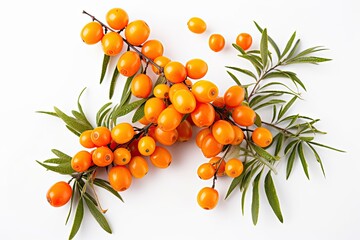 Close-up of orange sea buckthorn berries on a branch isolated on white background.