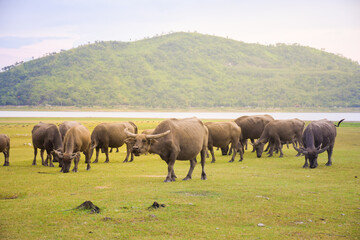Fototapeta na wymiar buffalo outdoor farm with field nature background