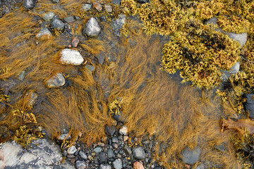 Northern seascape. The White Sea coast in Karelia in summer. Low tide. Seaweed.
