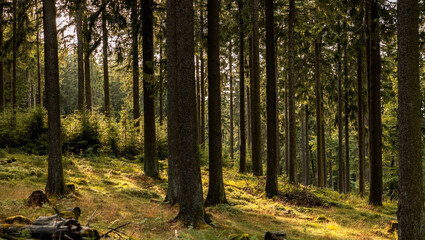 Coniferous forest, bushes and fern. Sunlight between the trees. Outdoors, nature, tranqulity scene in the summer.