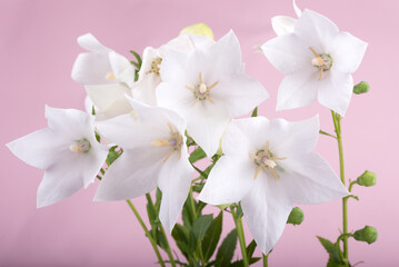 ピンク背景の白いキキョウの花
