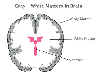Gray, white matter, ventricle in human brain. Cross section anatomy. Gray tissue in cerebellum, cerebrum, and brain stem. White composed of bundles of axons. Top view. Illustration vector - obrazy, fototapety, plakaty