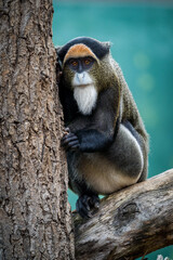 De Brazza's Monkey in nature park - 630305807