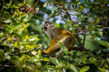 Squirrel monkeys in the nature park