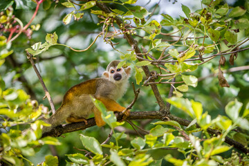 Squirrel monkeys in the nature park - 630305843