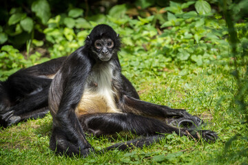 mexican spider monkey in nature park - 630305847