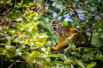 Squirrel monkeys in the nature park - 630305851