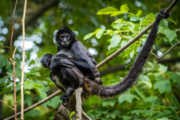 mexican spider monkey in nature park - 630305898