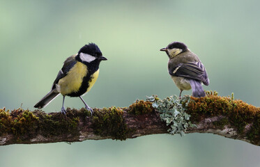Adult eurasian great tit (Parus major) and juvenile perched on a mossy tree. Beautiful mother and chick bird family scenery. Cute garden bird parent feeding its youngster. Asturias, Spain.