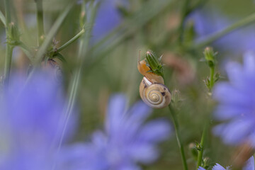 Banded snail, Cepaea nemoralis on cornflowers with delicate bokheh