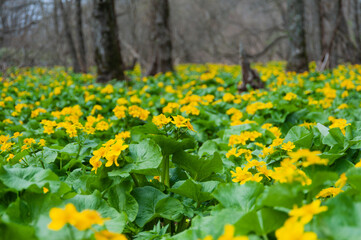 Obraz premium ヤチブキ生い茂る厚沢部の山里