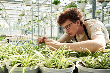 Obraz premium Conception of flowering. Taking care of plants. Young man with curly hair and in glasses is in greenhouse