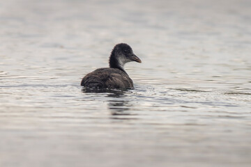 Fototapeta premium one young chick coot (Fulica atra) swims on a reflecting lake
