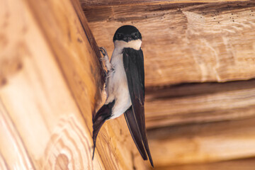 one house martin (Delichon urbicum) hangs on a wooden beam and begins to build a nest