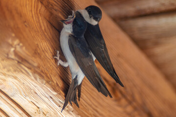 2 house martins (Delichon urbicum) hang on a wooden beam and begin to build a nest