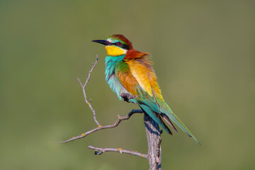oe colorful bee-eater (Merops apiaster) sits on a branch and looks for insects
