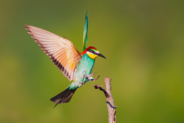 one colorful bee-eater (Merops apiaster) landing on a branch
