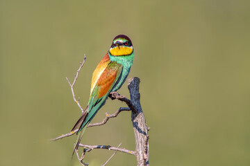 oe colorful bee-eater (Merops apiaster) sits on a branch and looks for insects