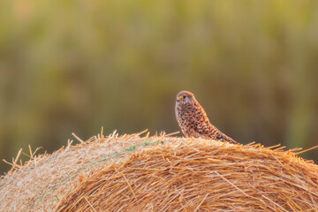 one Female kestrel (Falco tinnunculus) perched on a bale of straw scanning the field for prey